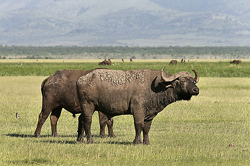 Image showing Buffalo (Syncerus caffer caffer)