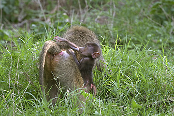 Image showing Olive baboons (Papio anubis)