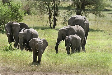 Image showing Elephants  (Loxodonta africana)