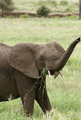 Image showing Elephant  (Loxodonta africana)