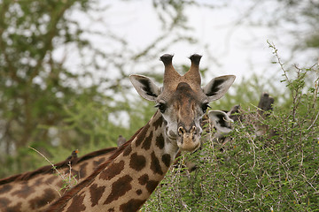 Image showing Giraffe (Giraffa camelopardalis)