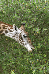Image showing Giraffe (Giraffa camelopardalis)