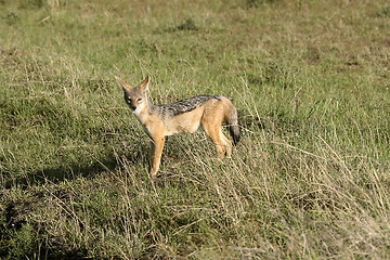 Image showing Black-backed jackal (Canis mesomelas)