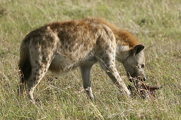 Image showing Spotted hyena (Crocuta crocuta)