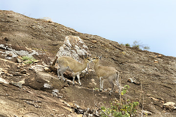 Image showing Klipspringers (Oreotragus oreotragus)