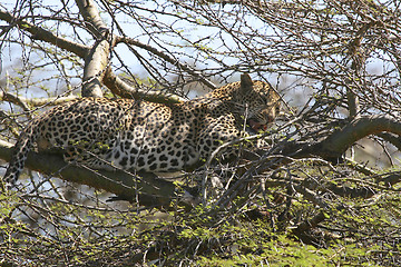 Image showing Leopard (Panthera pardus)