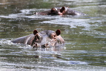 Image showing Hippos (Hippopotamus amphibius)