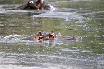 Image showing Hippos (Hippopotamus amphibius)