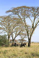 Image showing Elephants (Loxodonta africana) in Serengeti National Park, Tanza