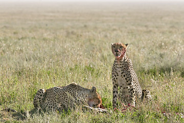 Image showing Cheetah (Acinonyx jubatus)