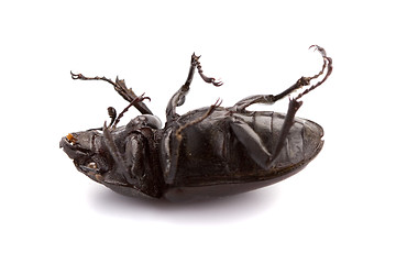 Image showing dead bug