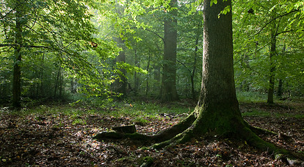 Image showing Light reaching misty deciduous stand with old spruce tree