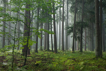 Image showing Misty late summer mainly coniferous stand 
