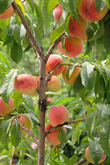 Image showing peaches