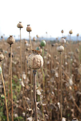 Image showing poppy field