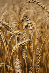 Image showing corn field