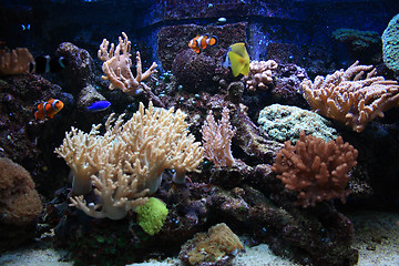 Image showing aquarium background