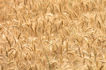 Image showing corn field