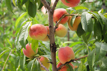 Image showing peaches