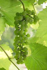 Image showing green grapes