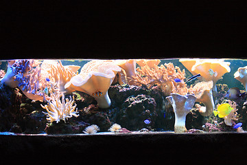 Image showing aquarium background