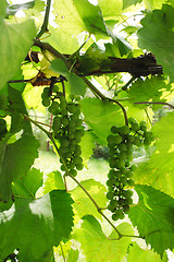 Image showing green grapes