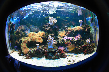 Image showing aquarium background