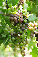 Image showing green grapes