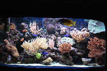 Image showing aquarium background