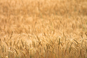 Image showing corn field