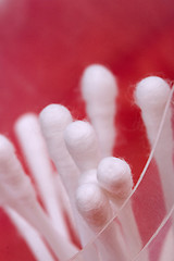 Image showing cotton buds