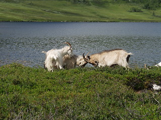 Image showing Goats