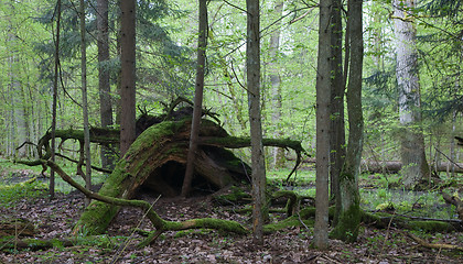 Image showing Broken tree roots partly declined against forest background