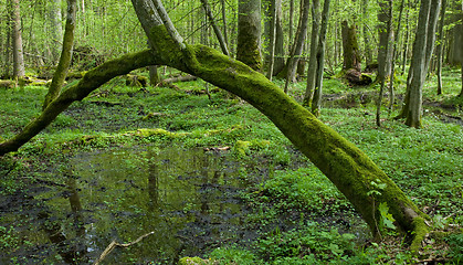 Image showing Arch shaped hornbeam tree moss wrapped