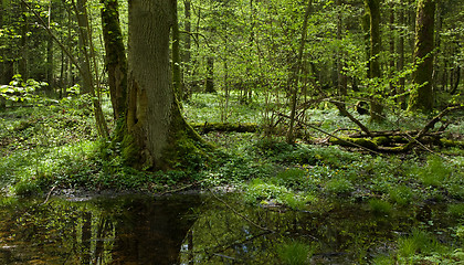 Image showing Springtime deciduous stand of Bialowieza Forest Landscape Reserve