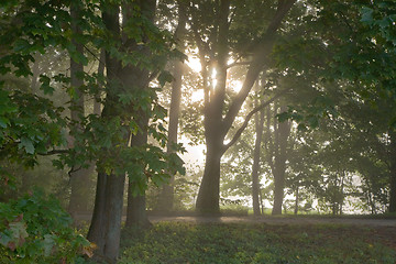 Image showing Bright sun behind old maple trunks