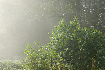 Image showing Green bush against forest in background