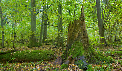 Image showing Broken spruce tree stump moss wrapped