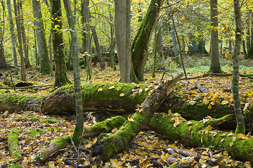 Image showing Broken oaks almost decomposed in natural autumnal forest