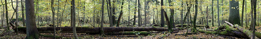 Image showing Natural european deciduous autumnal forest panorama