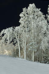 Image showing FROZEN: trees