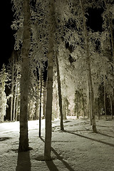 Image showing FROZEN: night park