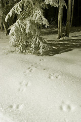 Image showing FROZEN: tracks in snow