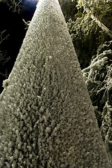 Image showing FROZEN: light pole