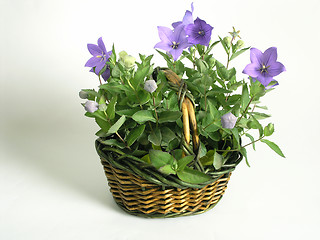 Image showing bluebells - macro of Campanula carpatica