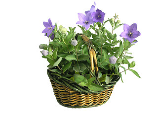 Image showing bluebells - macro of Campanula carpatica