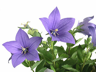 Image showing bluebells - macro of Campanula carpatica