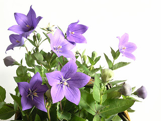 Image showing bluebells - macro of Campanula carpatica