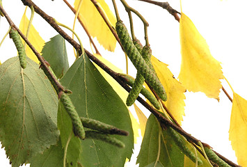 Image showing branch - birch