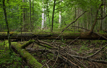 Image showing Fresh deciduous stand of Bialowieza Forest in springtime